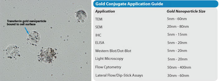 Gold Conjugates Application Guide