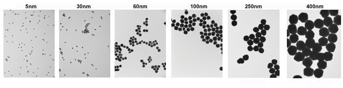 Gold Nanoparticle Sizes TEM
