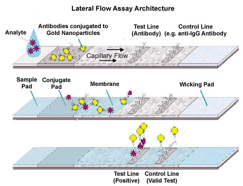 Lateral Flow Assay