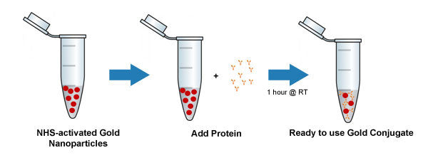 NHS-Activated Gold Nanoparticles Conjugation