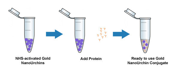 NHS-Activated Gold NanoUrchins Conjugation