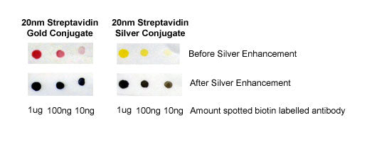 streptavidin gold and silver conjugate immunoblotting