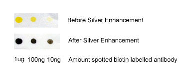 streptavidin silver conjugate dot-blot