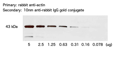 Western Blot (Immunoblotting) Using Gold Nanoparticles