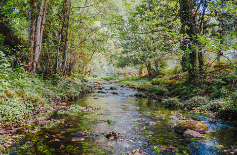 image of river in the middle of woods