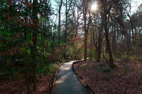 image of boardwalk between trees