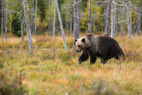 bear in a field