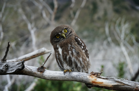 photo of an owl