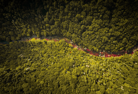 birds eye view of the forest