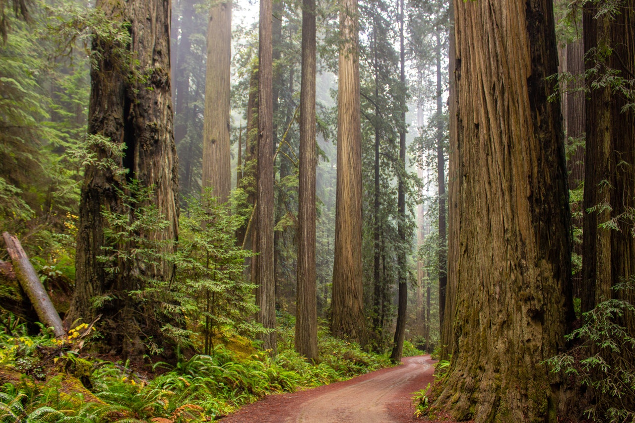 Redwoods