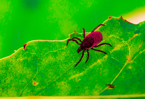 a tick on a leaf