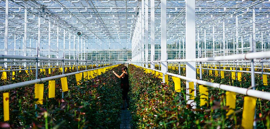 hemp growing in a greenhouse