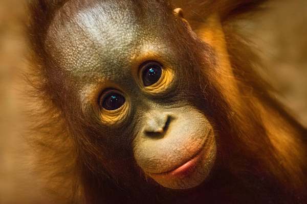 Baby Orangutan