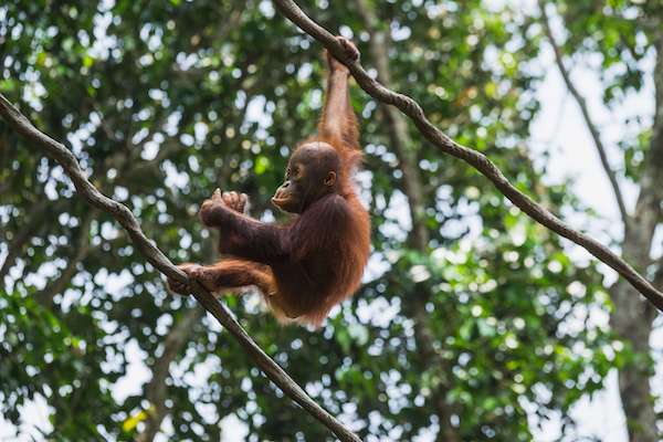 Baby orangutan in rainforest