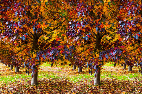photo of autumn trees in harvey western australia for seahorse silks wool cashmere scarf