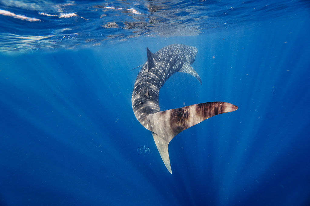 back view of whale shark in ningaloo