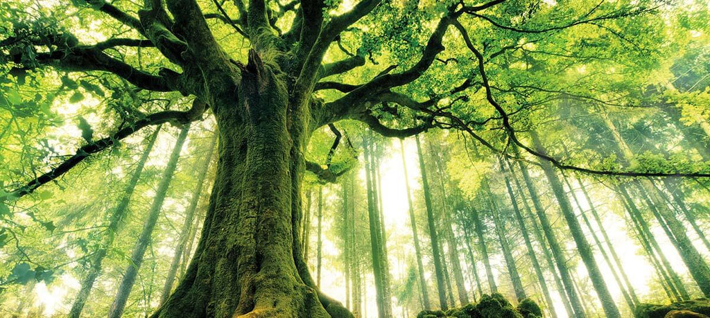 forest of beech trees used to make modal fabric