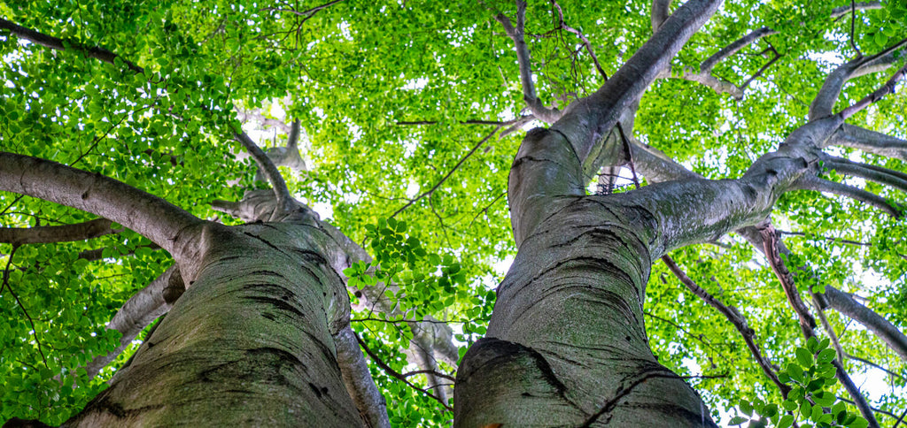 beech tree used to make modal fabric