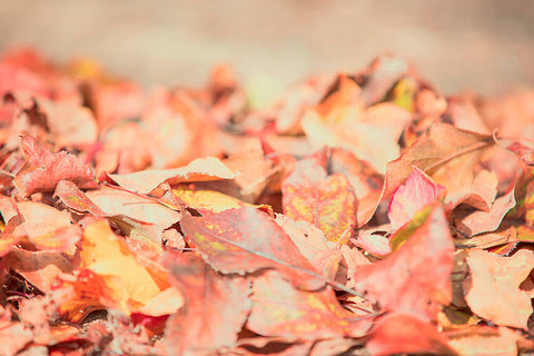 photo of fallen leaves for wearable art scarves designs by seahorse silks