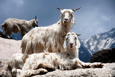 kashmir goats on mountain top