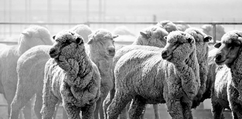 black & white photo of merino ewe sheep