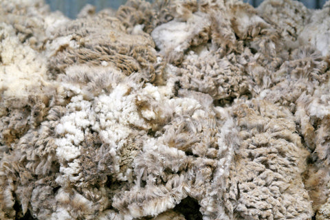 close up photo of australian merino wool fleece in the shearing shed