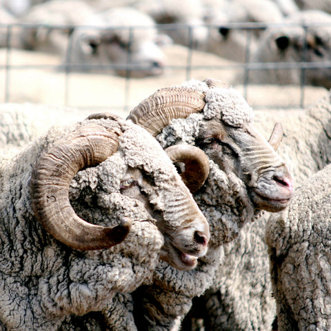 head shot of australian merino rams