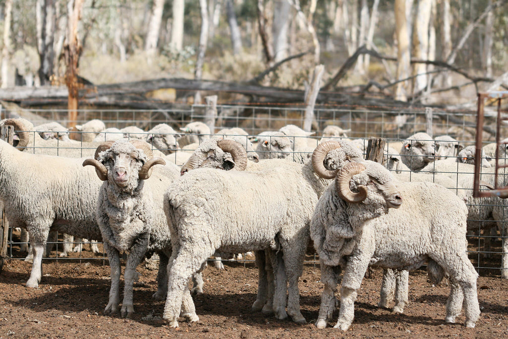 merino rams in the shearing shed yards