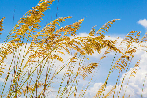 photo of dune grass destin florida for wearable art by seahorse silks