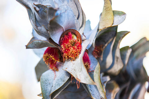 photo of eucalyptus macrocarpa for wearable art silk scarves by seahorse silks