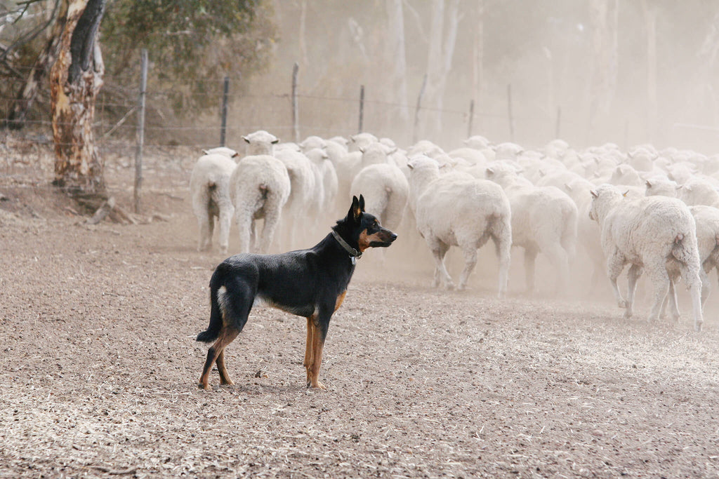 kelpie sheep dog with australian merino ewes