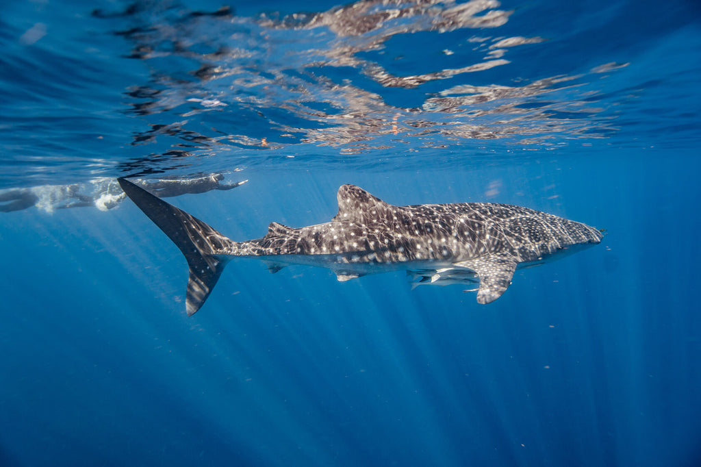 swimming with a whale shark at ningaloo