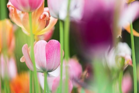 photo of tulips araluen botanic garden for silk scarves by seahorse silks