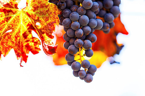photo of grapes for wearable art designs by seahorse silks