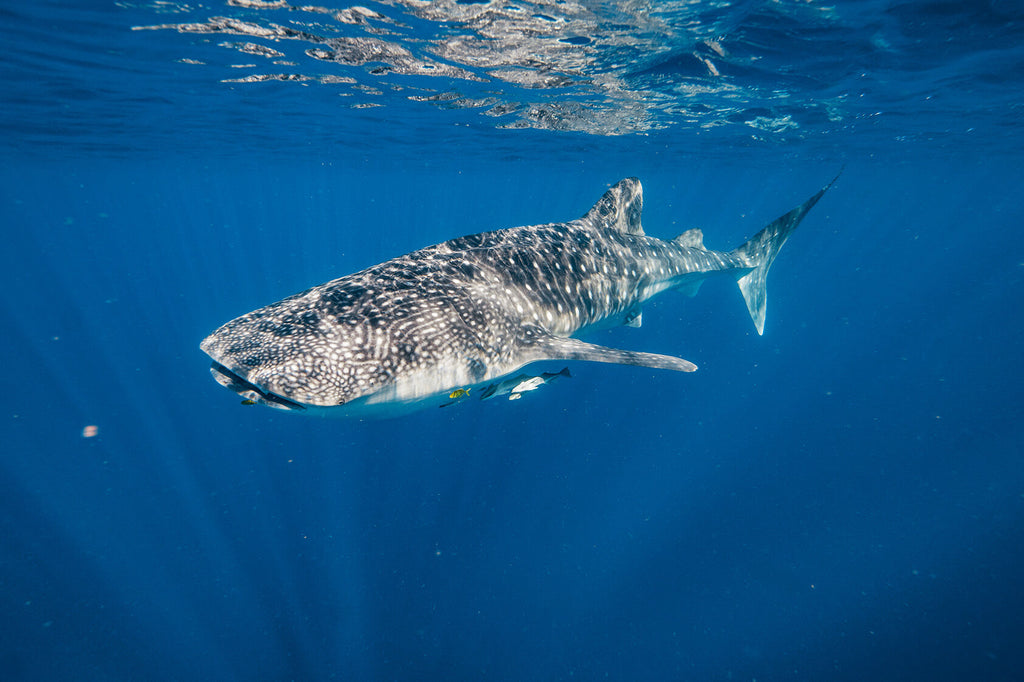 whale sharp approaching ningaloo