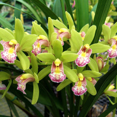 Planting and caring for Cymbidium Orchids 