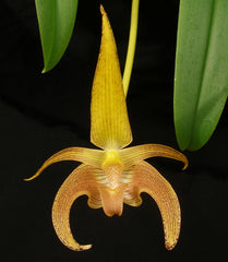 Bulbophyllum