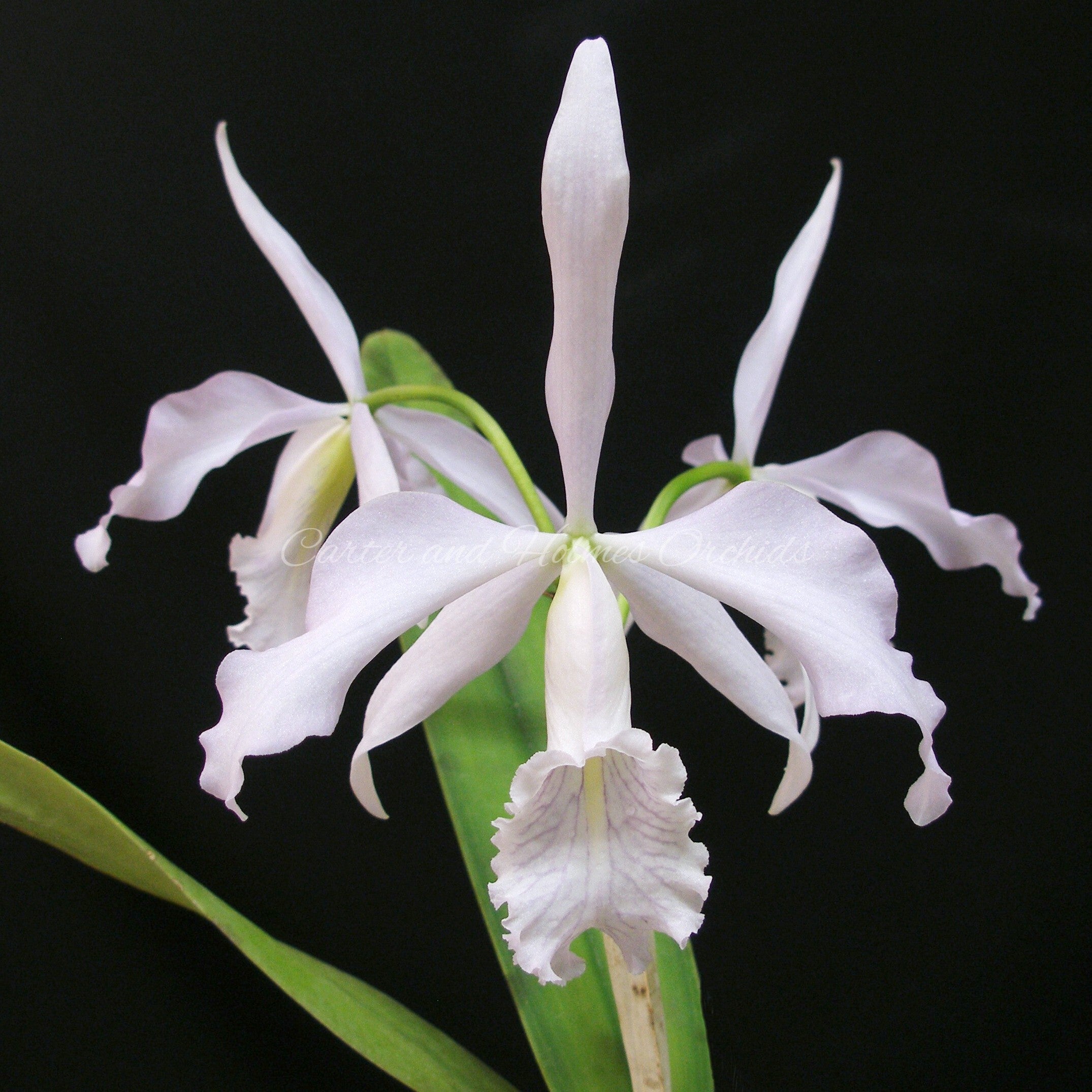 Cattleya maxima coerulea 'Gold Country' x self