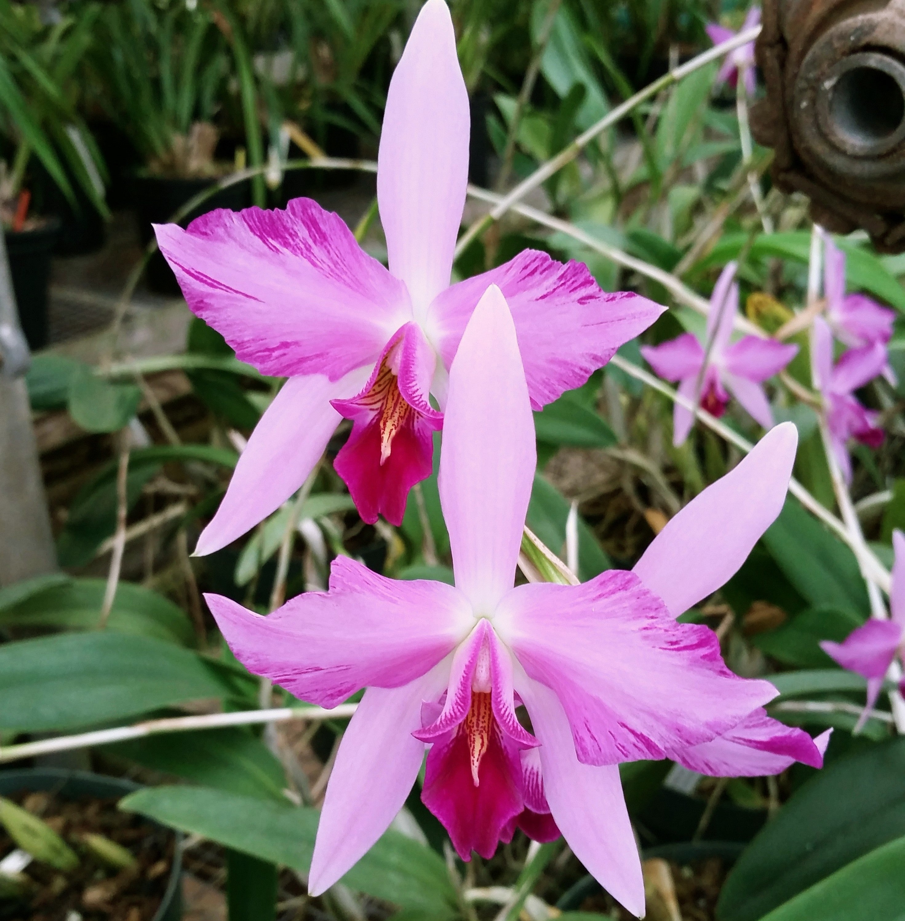 Laelia anceps 'Judy's Flair' *DIVISION C*