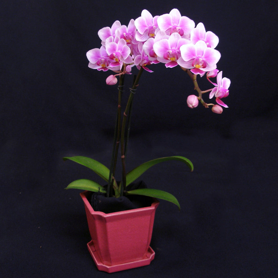 Carter And Holmes Orchids
