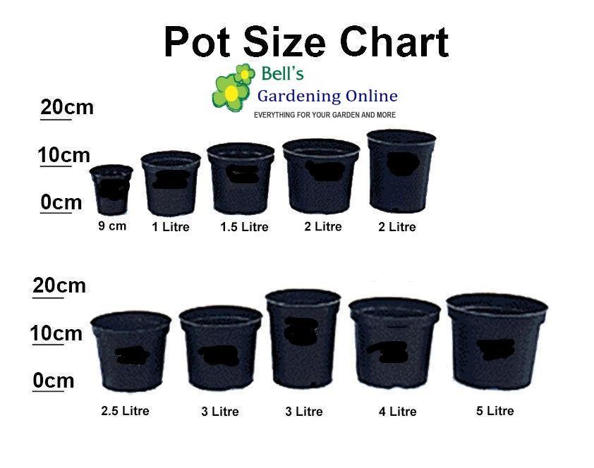 Onbepaald semester huiselijk Rhubarb 'Victoria' - 2L Pot – Bells Gardening