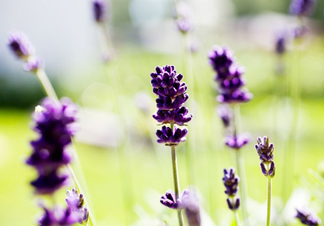 Lavender close up.