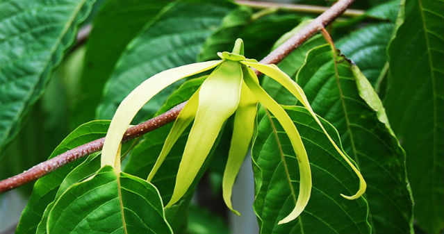 Ylang Ylang flower.