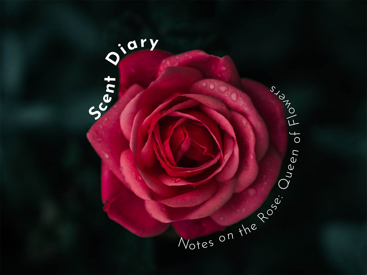 Scent diary Notes on the Rose Queen of Flowers All Good Scents