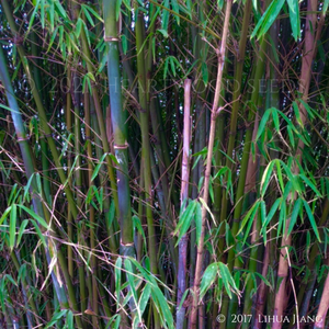 Fargesia fungosa Borinda fungosa Umbrella  Bamboo  10 