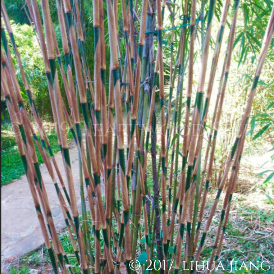 Fargesia Syn Borinda gaolinensis Umbrella  Bamboo  10 