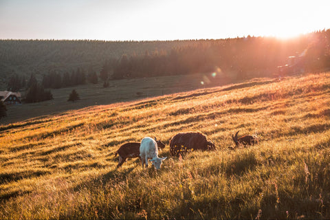 The Role of Goats in Sustainable Agriculture 2