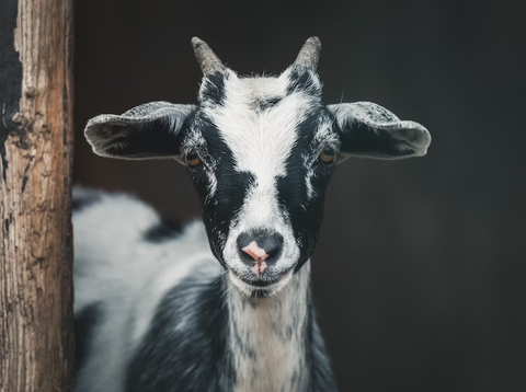 are hydrangeas poisonous to goats 2