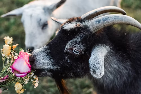 can goats eat roses 2