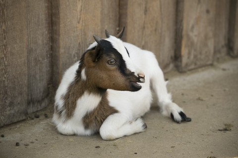 can goats get fleas 1